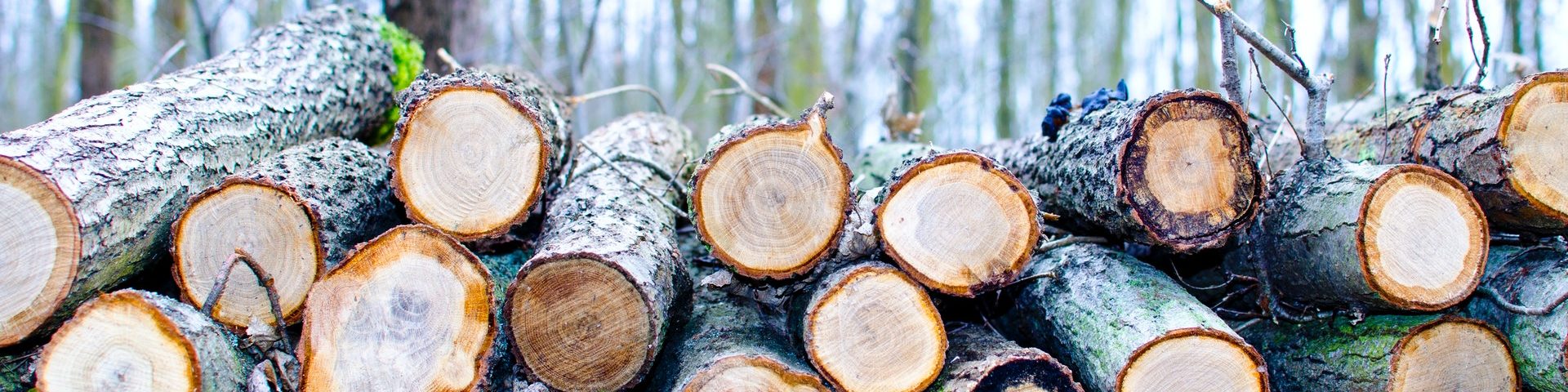 6 Important Reasons to Have Trees Professionally Cut Down